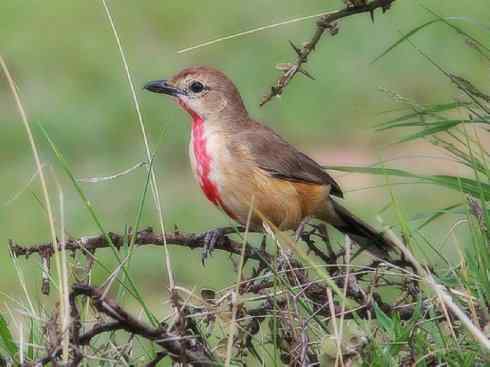 奇特的盔：盔鵙