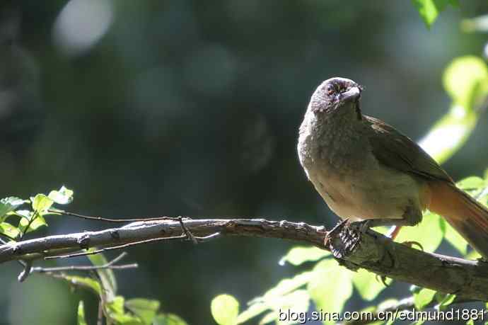 穷人大炮-量力而为之打鸟作乐