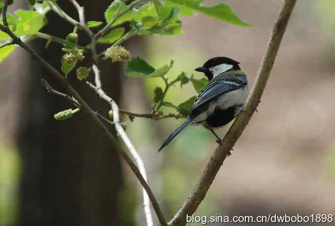 朱雀和北宫的鸟
