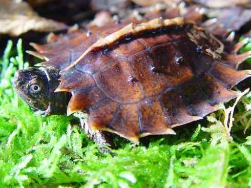 玄武：传说的兽原型探秘（潮龟）