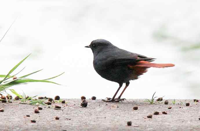 187.浙江缙云仙都农家乐（-）朱潭山鸟图