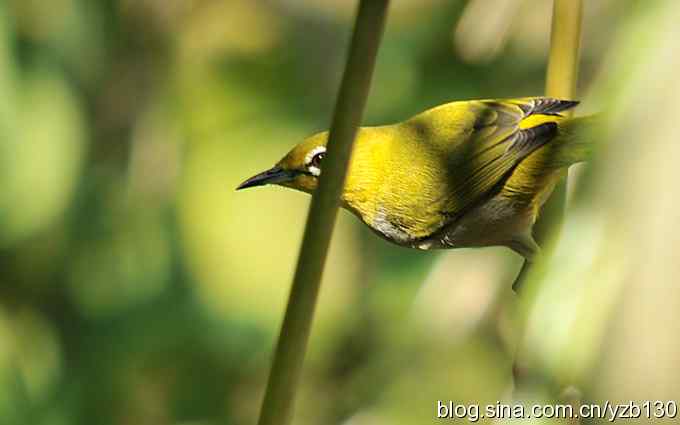 第一次遇到绣眼鸟(组图) 第一次遇到绣眼鸟(组图)
