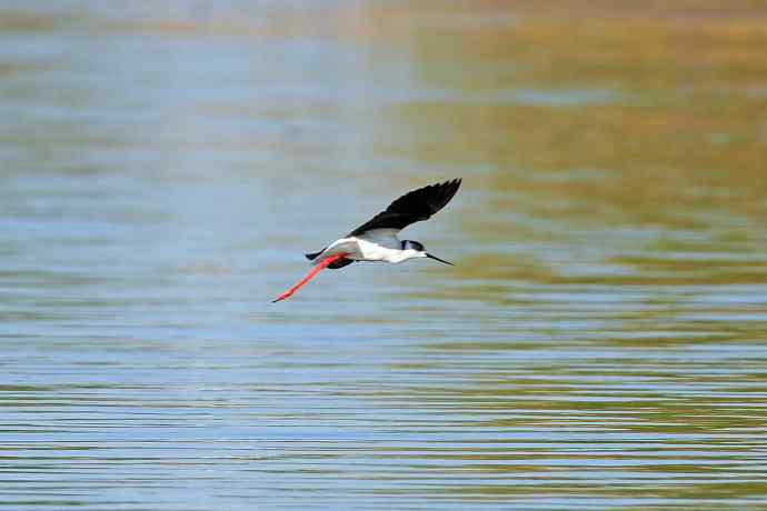 黑翅长脚鹬（4）