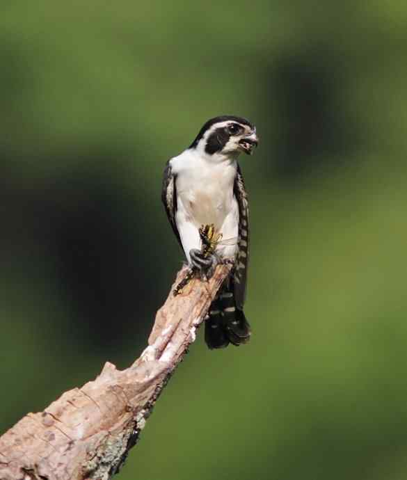 婺源观鸟行之晓起白腿小隼篇 婺源观鸟行之晓起白腿小隼篇