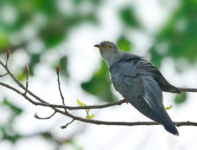 光棍节代言鸟杜鹃：光棍好苦鈥︹