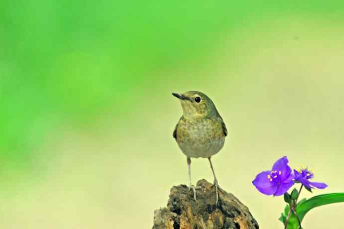 雌性蓝歌鸲与紫露草（1）