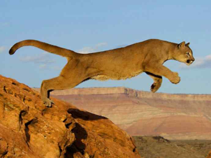 犬科：犬亚科犬属之澳洲野犬、歌唱犬、家犬