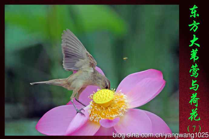 东方大苇莺与荷花（7）