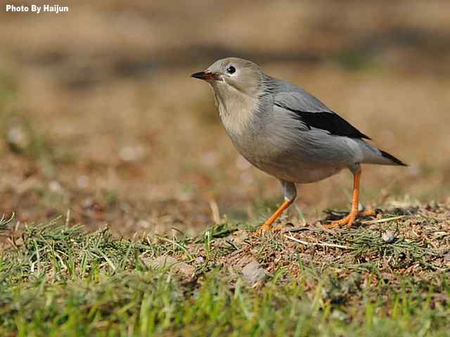 天坛公园的丝光椋鸟 天坛公园的丝光椋鸟