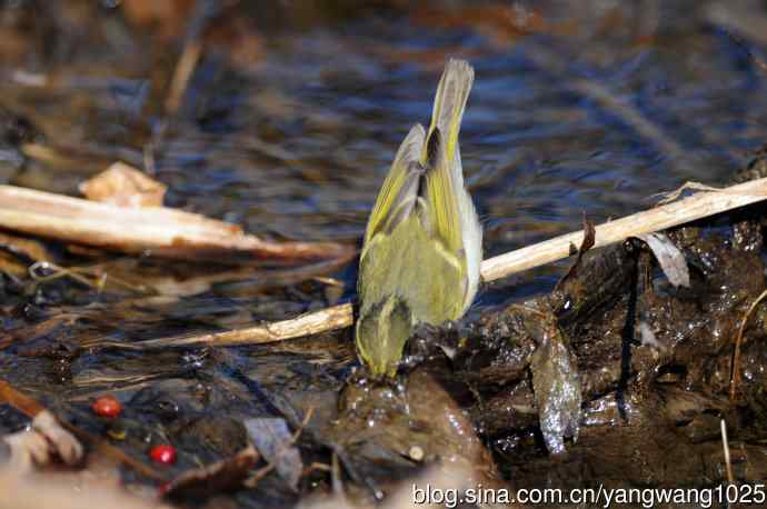 喝水的黄腰柳莺（1）