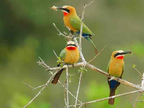 绝色攀禽：佛法僧目之蜂虎4