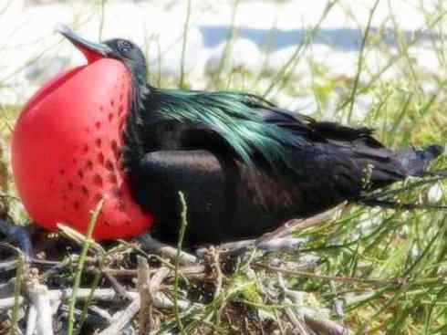 天生猎手：非猛禽类猎手之五（海上霸主军舰鸟、海鸥）