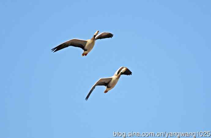 斑头雁（习作）