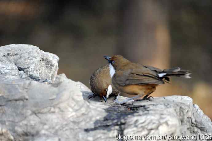 北京又现新品种(白喉噪鹛) wbr2