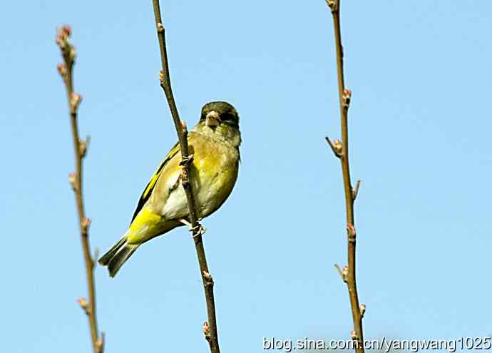 艰难(大风中的金翅鸟纪实) 艰难(大风中的金翅鸟纪实)