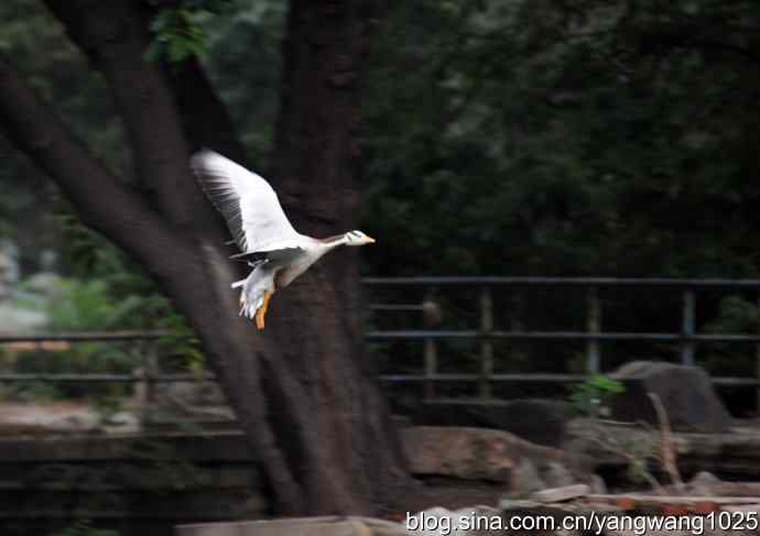 杂片（斑头雁、海鸥、夜鹭）