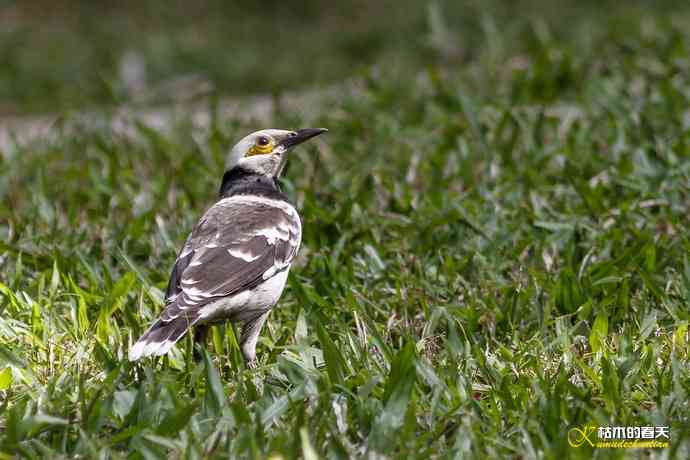厦门的鈥湶四疋濃斺敽诹扉Ｄ