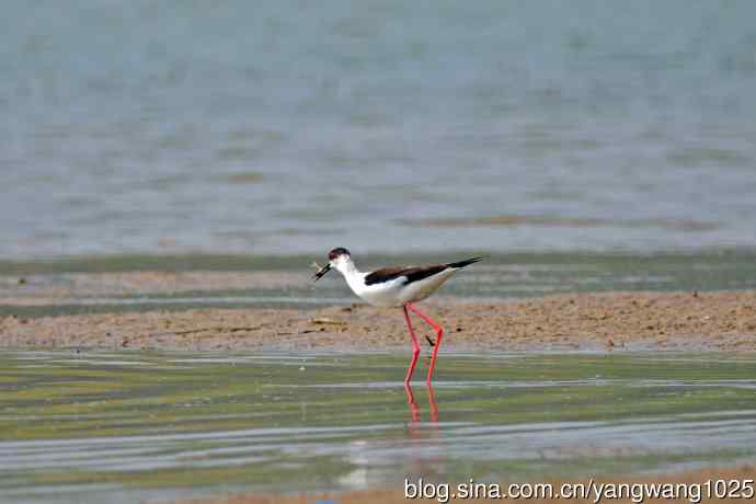 黑翅长脚鹬（1）