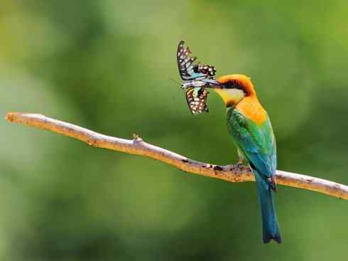 绝色攀禽:佛法僧目之蜂虎3