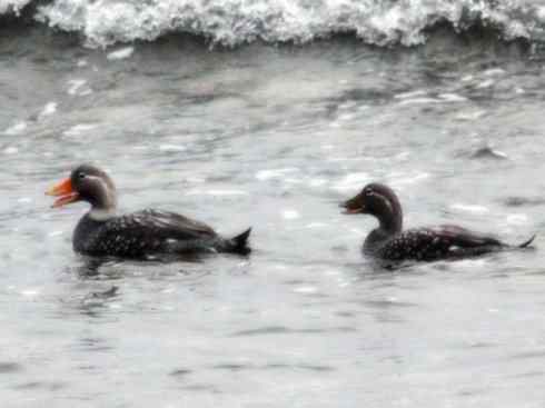 欣赏：美丽的雁鸭