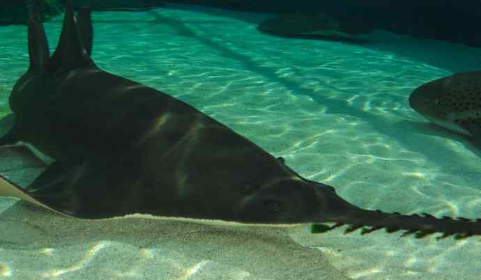 鱼类活化石：锯鳐