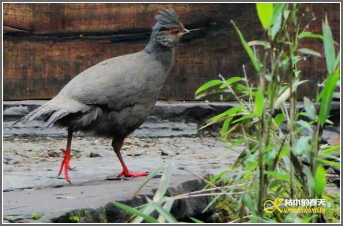 烟雨朦朦的瓦屋高原（瓦屋山系列二）【照片】