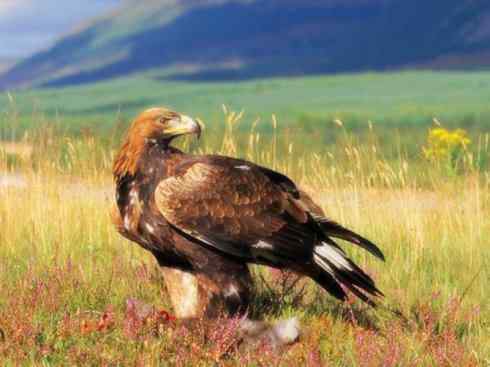 家禽驯化之源之六