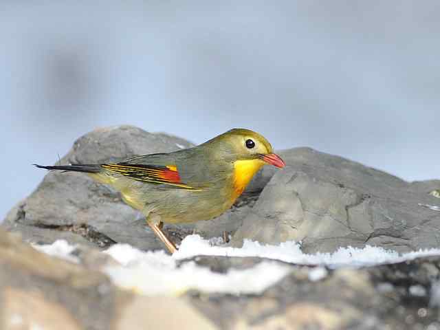 红嘴相思 VS 白喉噪鹛
