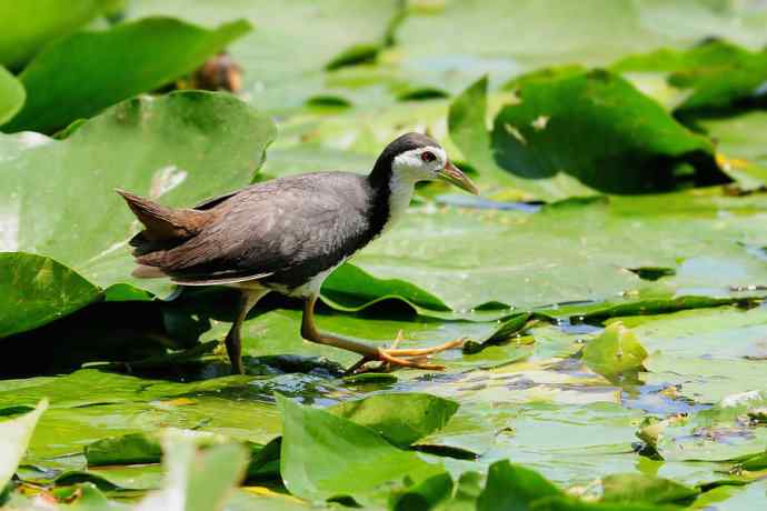龙潭西湖的白胸苦恶鸟