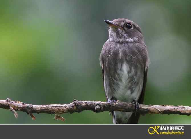 迁徙前哨鈥斺斘邡O【照片】