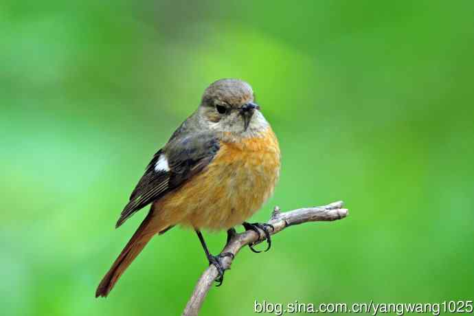 折断下嘴的鸟儿（雌性北红尾鸲）