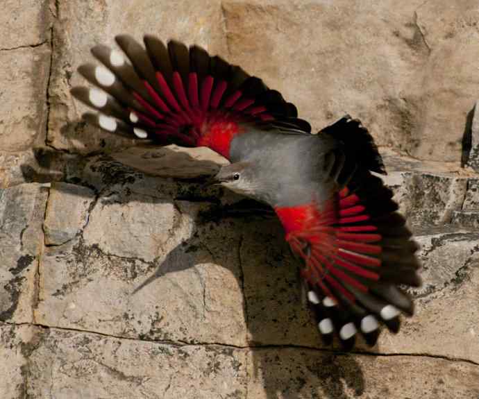 山崖蝶舞.红翅雀