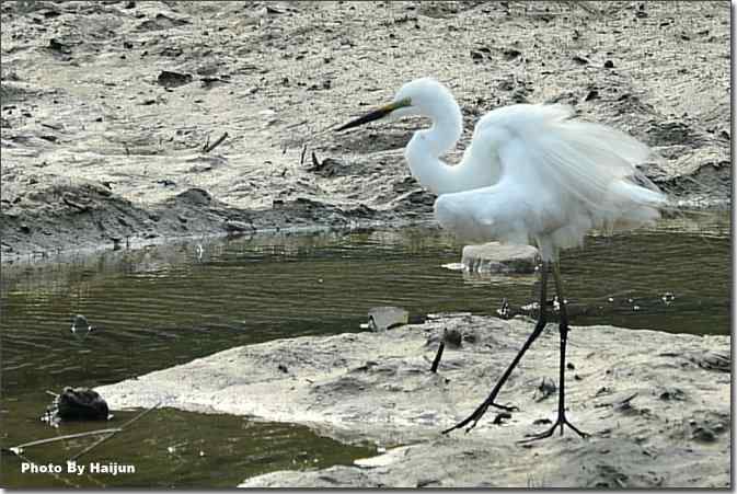  点击图片或使用键盘← →翻页