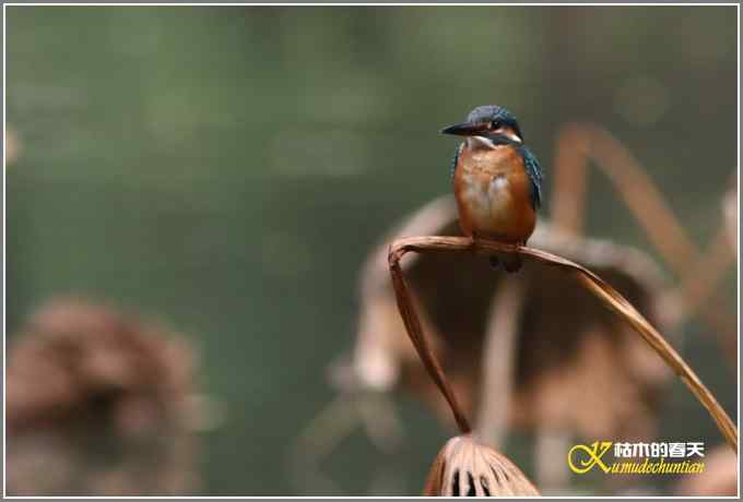 鸳鸯&bull;小翠远摄【照片】