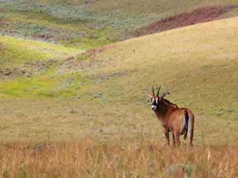 麒麟：传说的兽原型探秘（马羚）