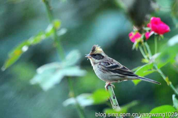雌性黄喉鹀(4) 雌性黄喉鹀(4)