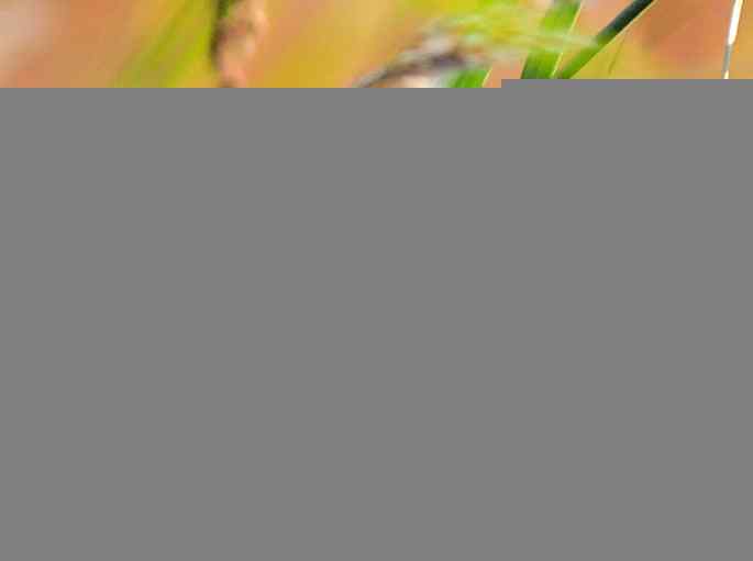 河北乐亭&nbsp;wbr路&nbsp;wbr新进账的鸟儿