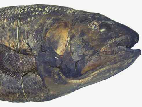 鱼类活化石：矛尾鱼