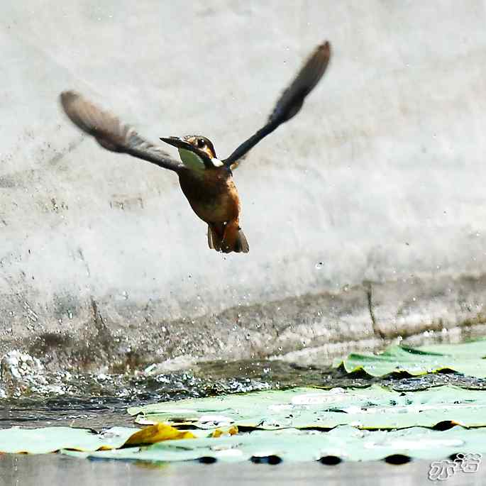 圆明园&nbsp;wbr路&nbsp;wbr跳水健将鈥斺斝〈