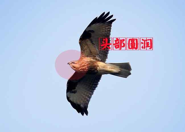 猛禽大全——中国东部地区27种迁徙类猛禽辨识