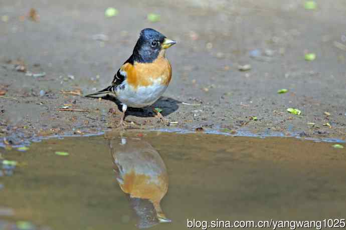 雄性燕雀 雄性燕雀