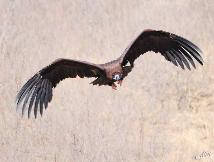 秃鹫起飞20图（点击图片看大图更清晰）