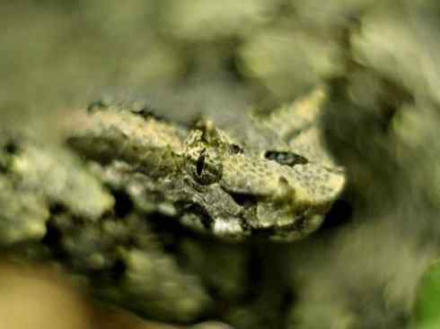 龙：传说的兽原型探秘（蝮蛇类）