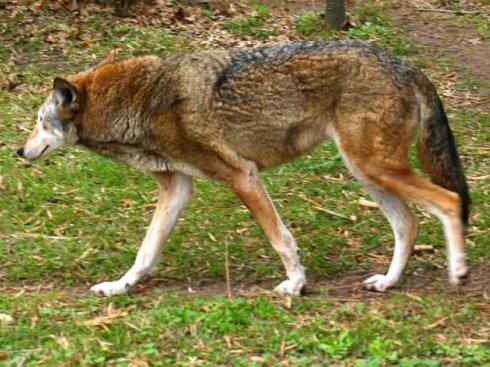 犬科:犬亚科犬属之郊狼、红狼 犬科:犬亚科犬属之郊狼、红狼