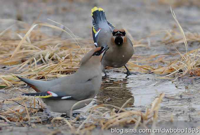 日坛：饮水的太平鸟