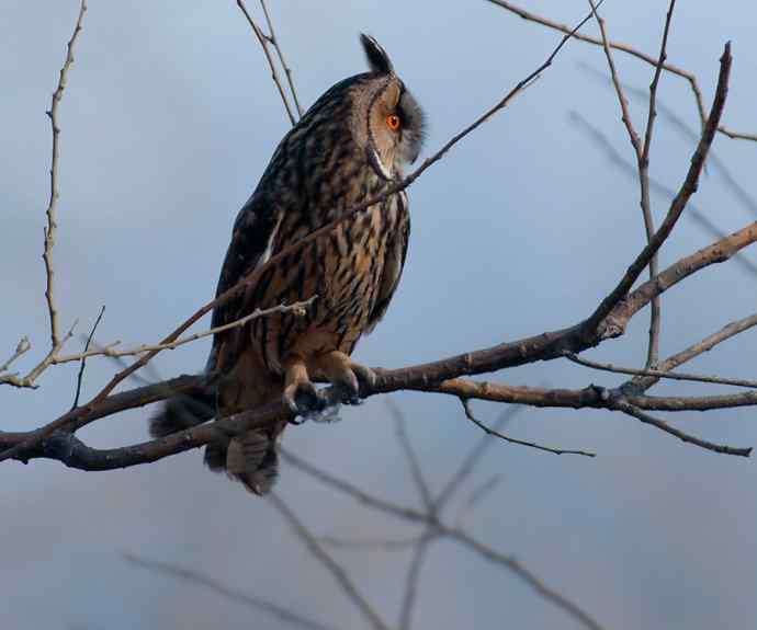 南海子湿地的长耳鸮 南海子湿地的长耳鸮