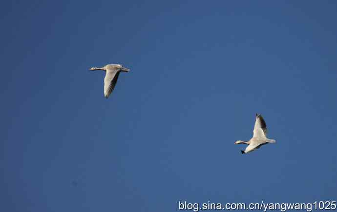 飞 wbr(斑头雁) wbr2 飞 wbr(斑头雁) wbr2