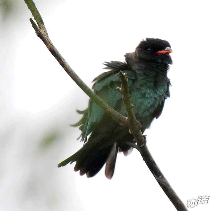 圆明园&nbsp;wbr路&nbsp;wbr三宝鸟（清晰、飞行版）