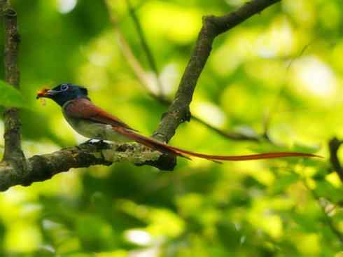 雀鸟也彪悍：霓裳飘舞（绶带）