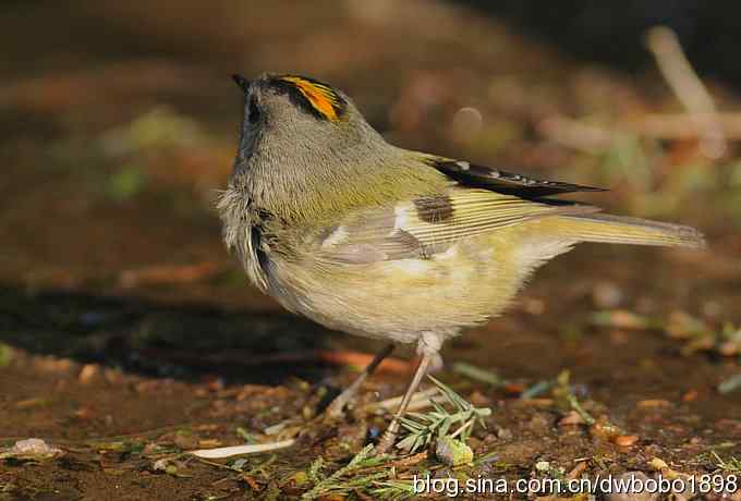 戴菊迎春 戴菊迎春